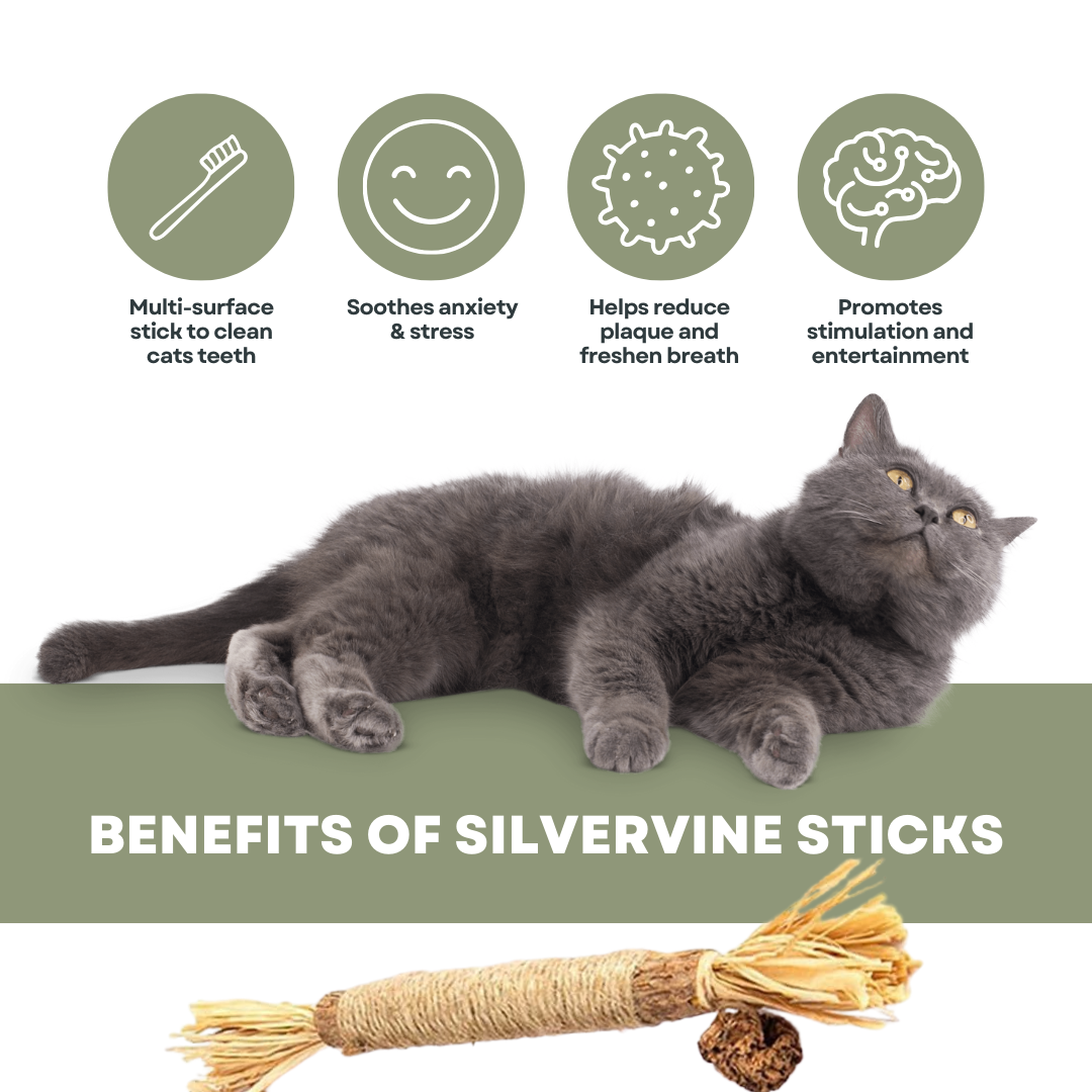 PurrNature 5 Silvervine Dental Sticks