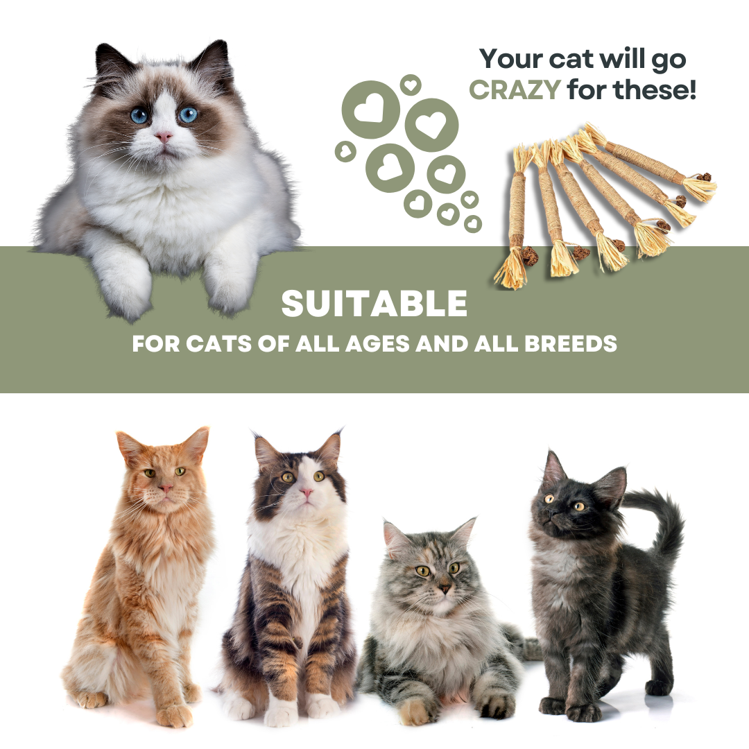PurrNature 5 Silvervine Dental Sticks