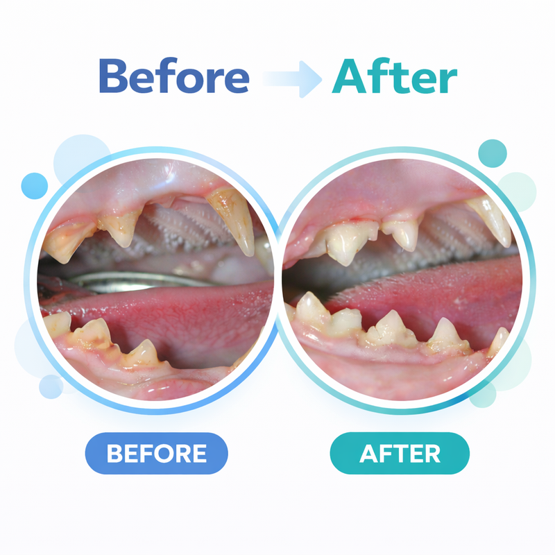 PurrNature Silvervine Dental Sticks