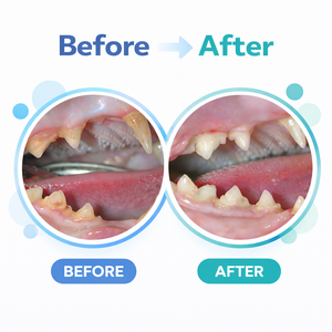 PurrNature Silvervine Dental Sticks