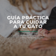 Guía Para Cuidar A Tu Gato