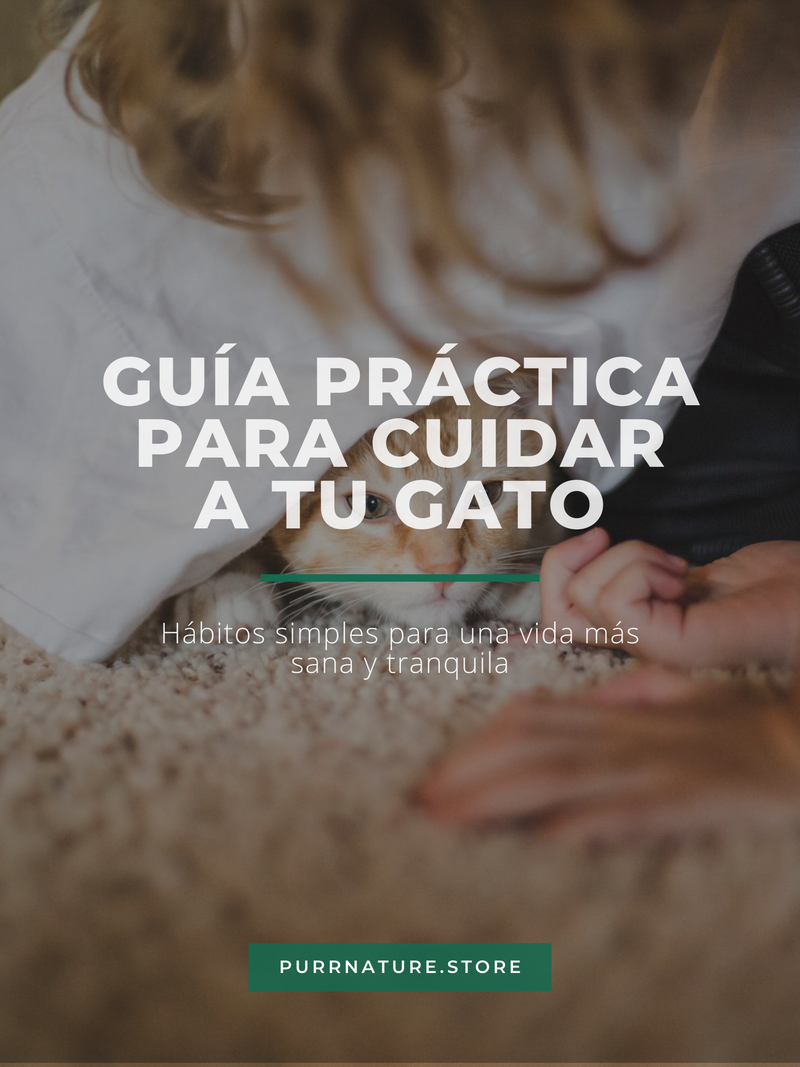 Guía Para Cuidar A Tu Gato